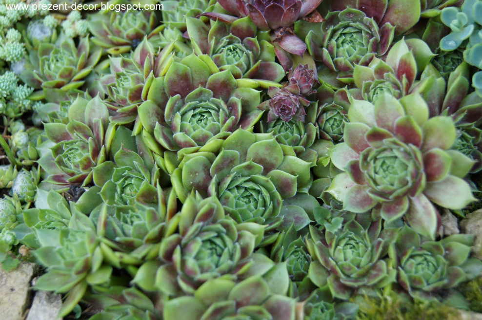 Фотообои с цветами в интерьере