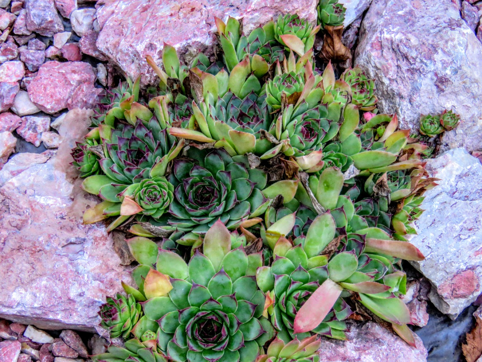 Спальня с цветами