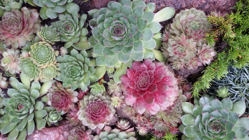 Суккуленты зеленые