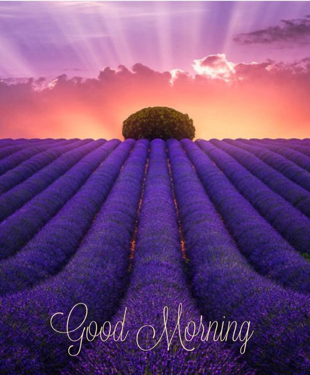 Обои на рабочий стол Эстетика фиолетовый