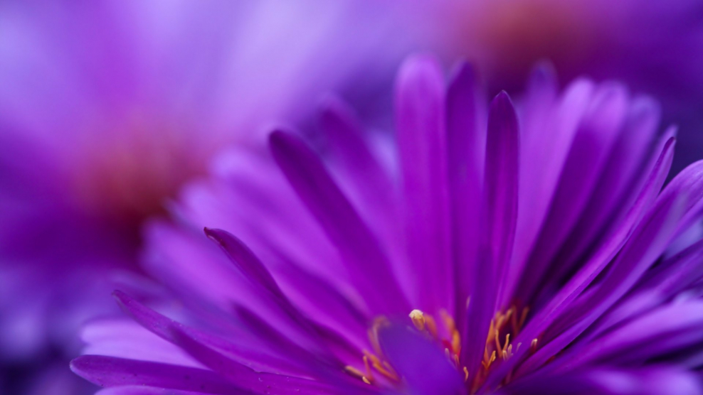 Фиолетовый Pantone 527 c