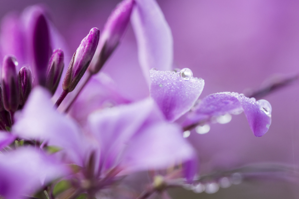 Фиолетовая палитра