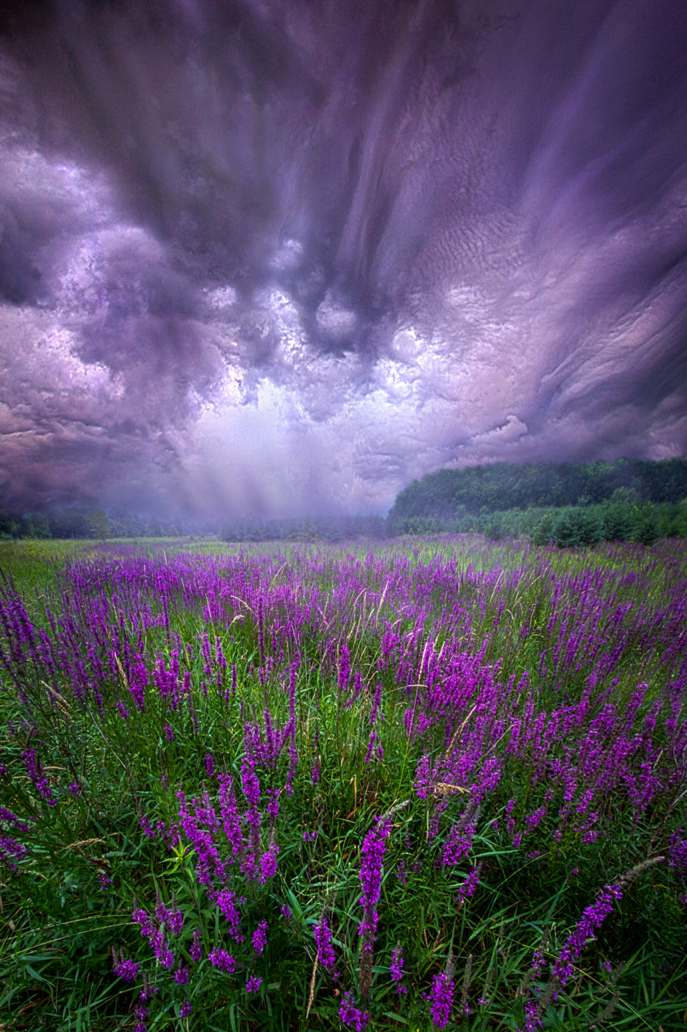 Лаванда сиреневый туман