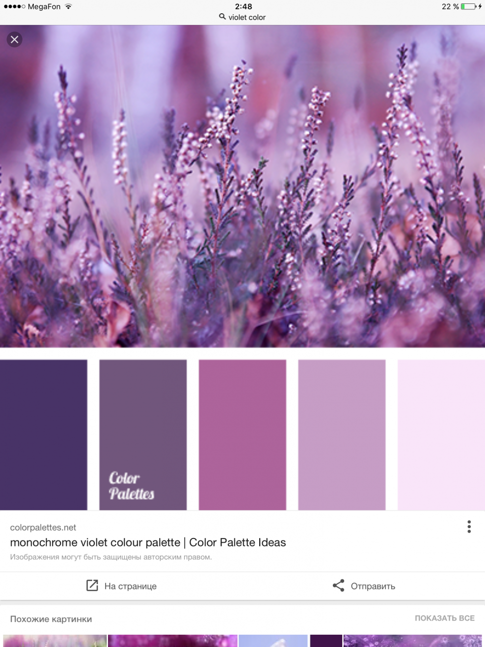 Колор Лаванда