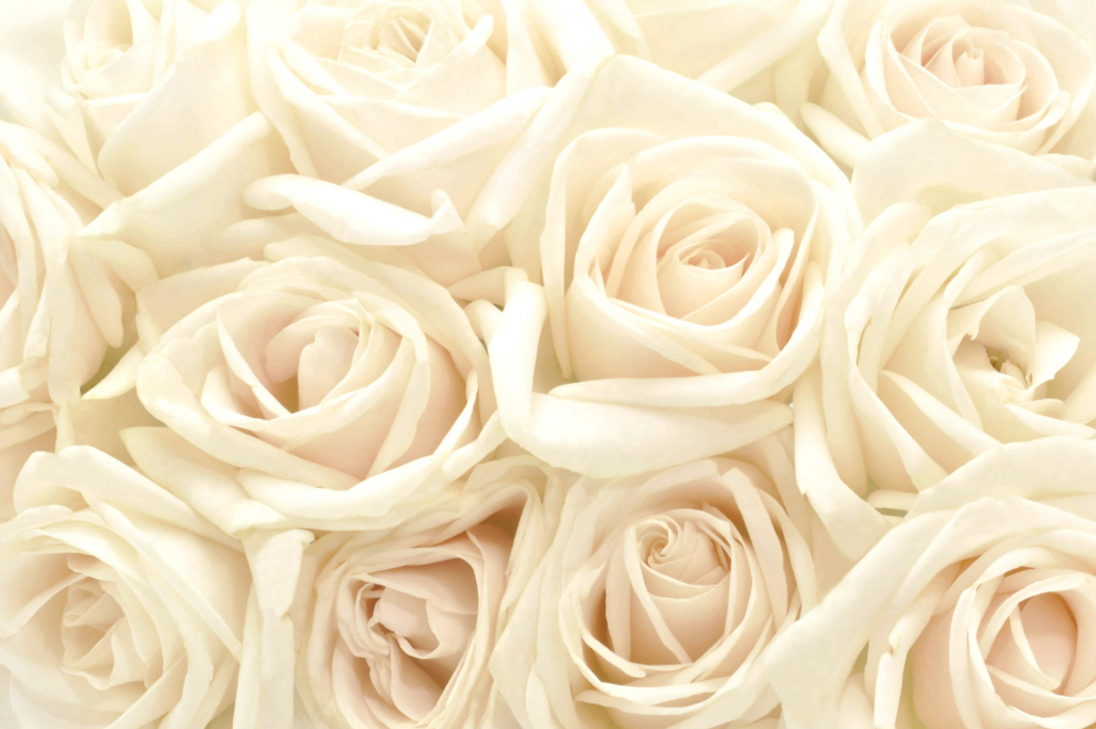 Фотообои розы