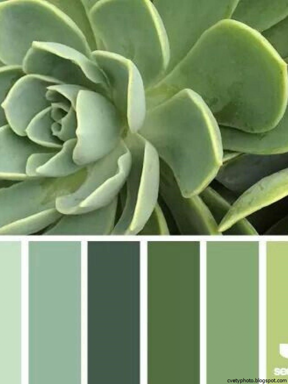 Seeds Color Palette изумрудный