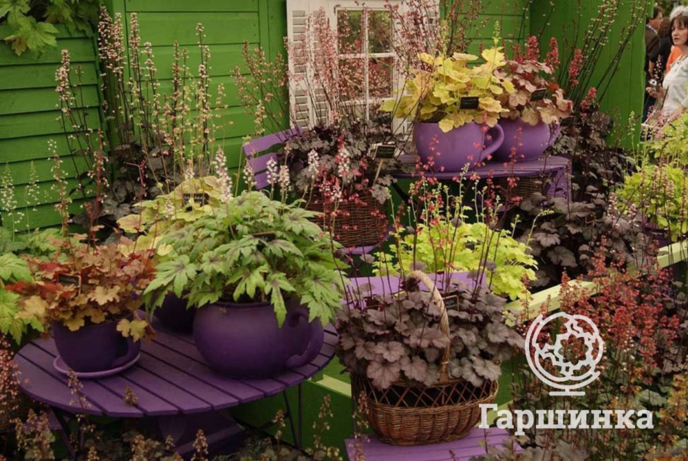 Гейхера в кашпо