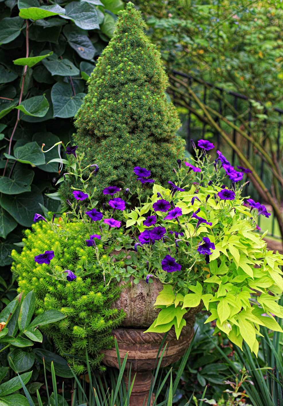 Традесканция ипомея