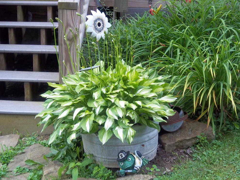 Хоста в кадке