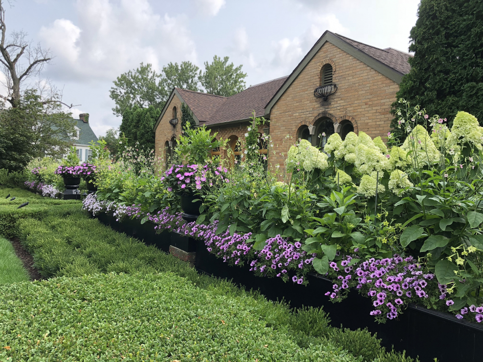 Туя бересклет скумпия миксбордер