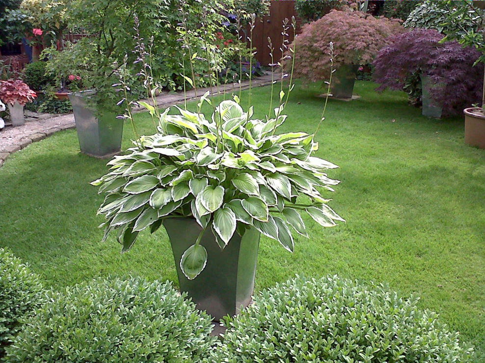 Хоста в вазоне