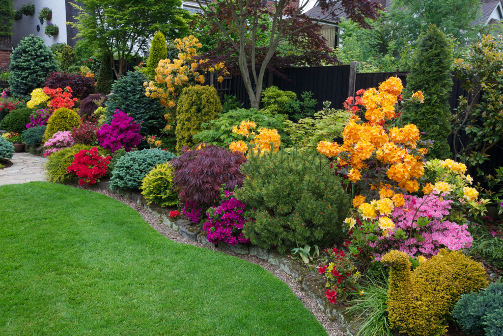 Декоративные деревья для двора