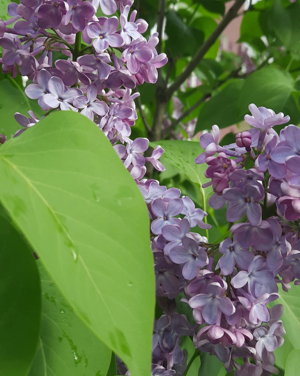Цветовая палитра пантон шалфей