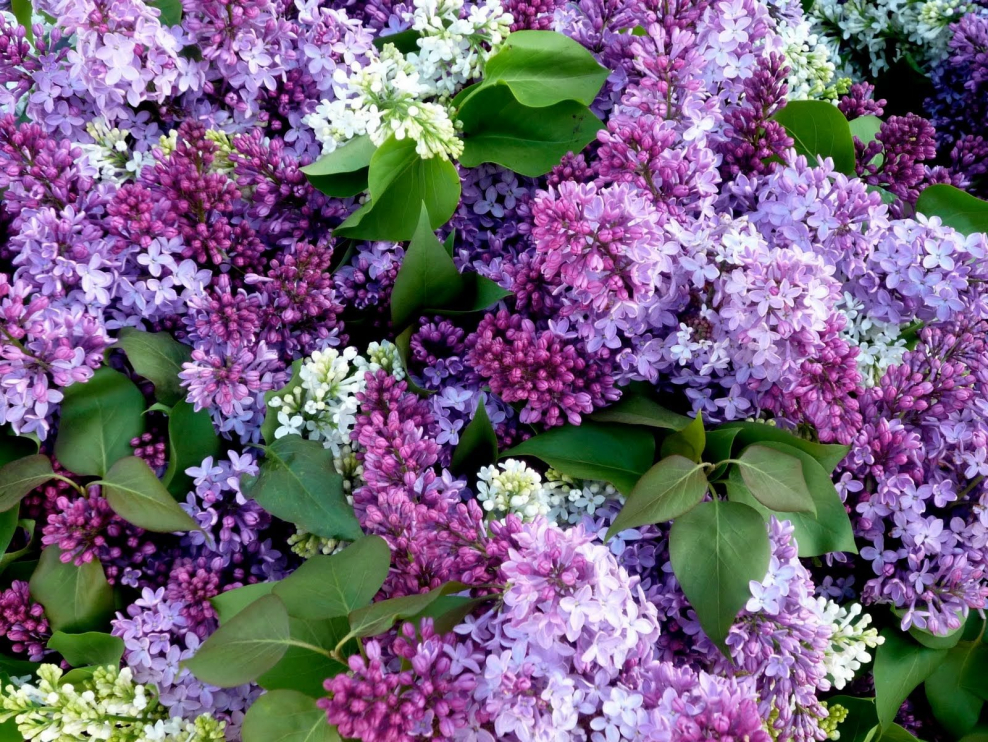 Syringa Purple Астра