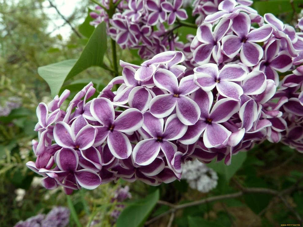 Иркутск сирень фото