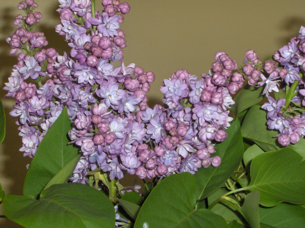 Флоксы цветы