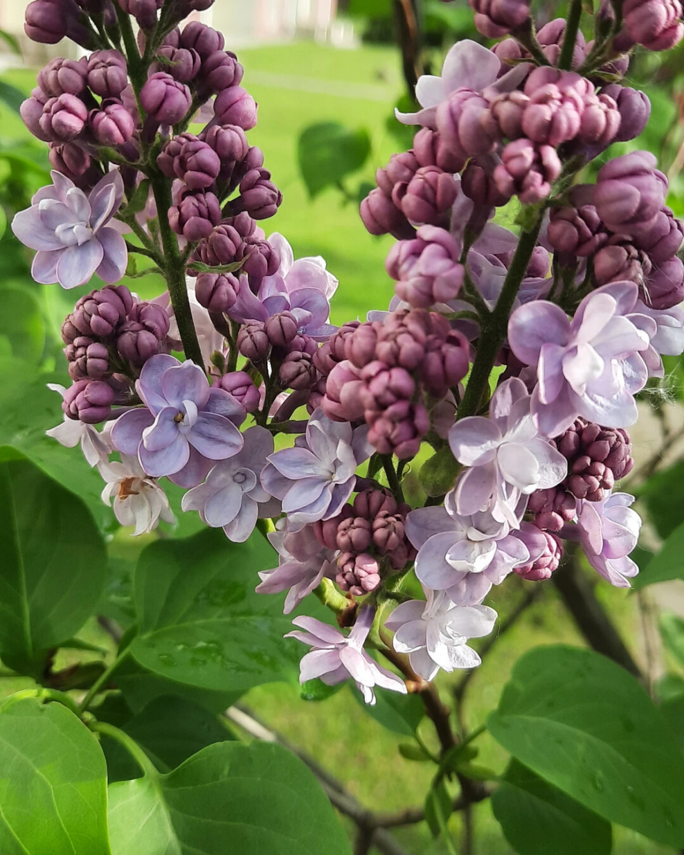 Фиолетовый цвет