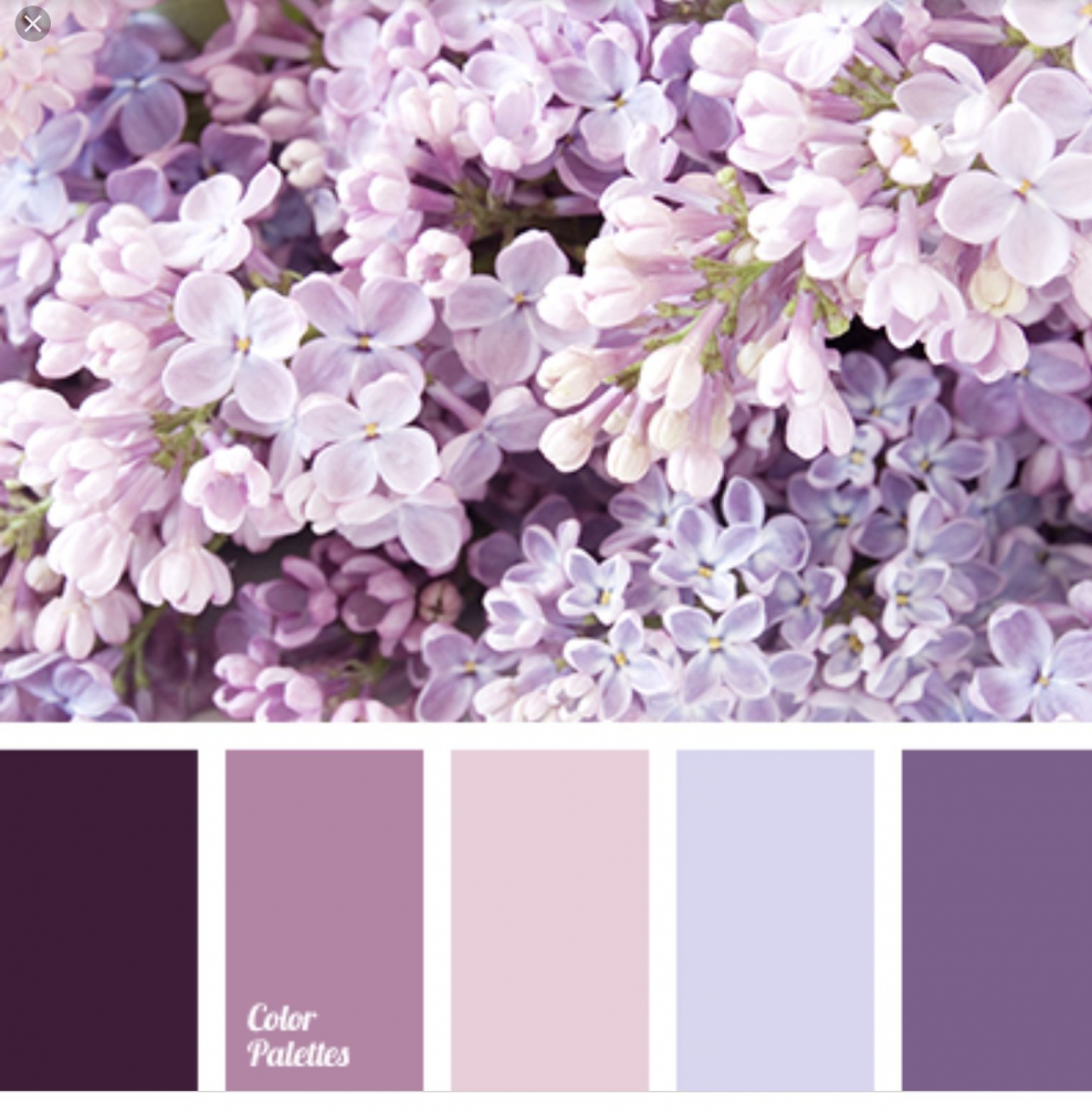 Сиреневый цвет