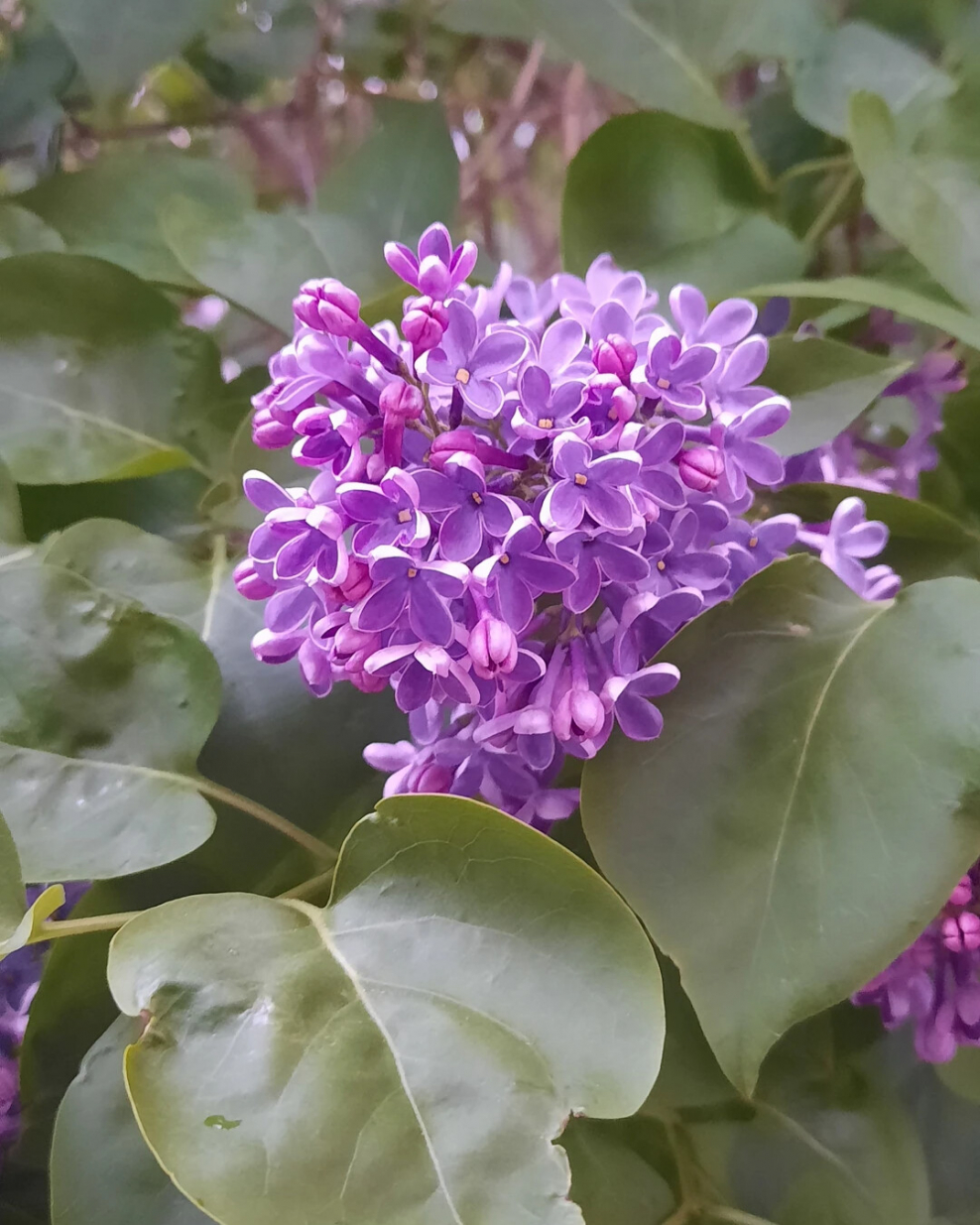 Палетка цвет сирень