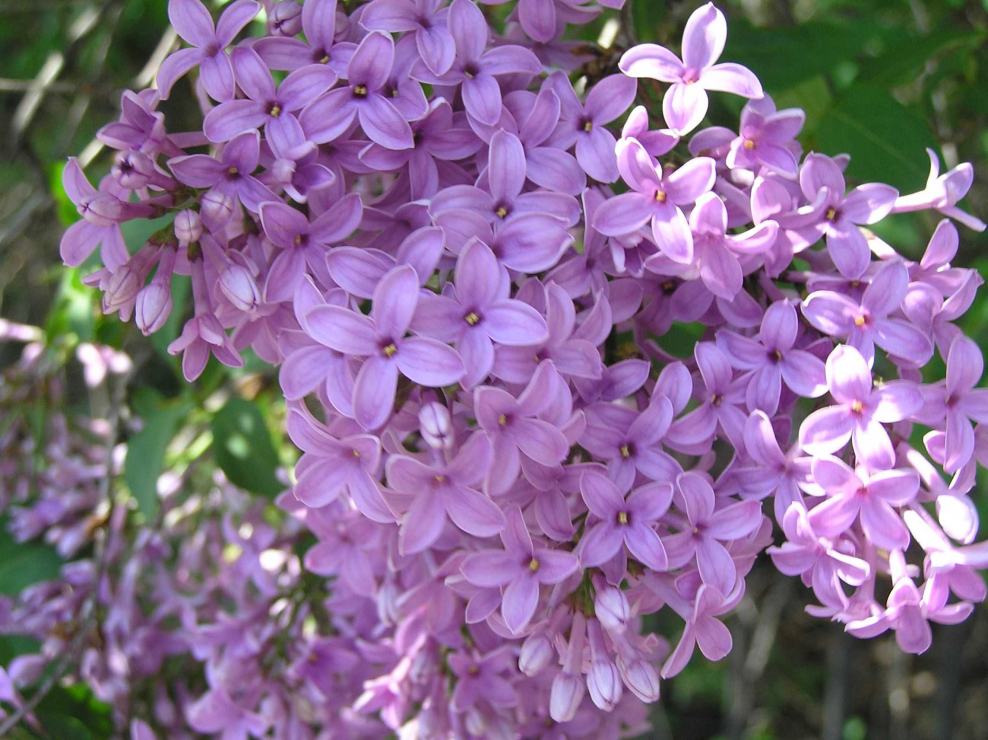 Сиреневые оттенки сирень