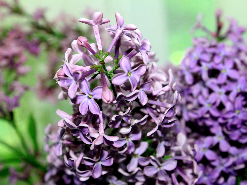 Палитра Сидс сирень