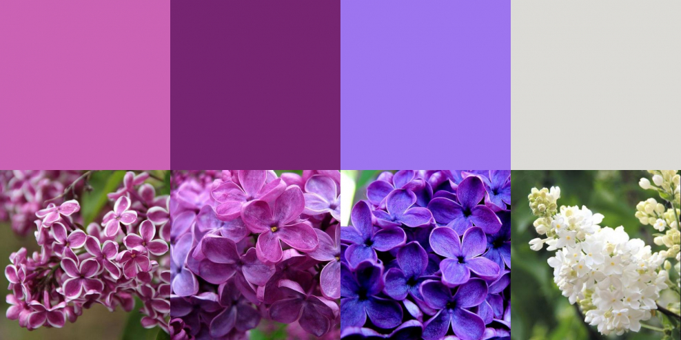 Палитра сирень