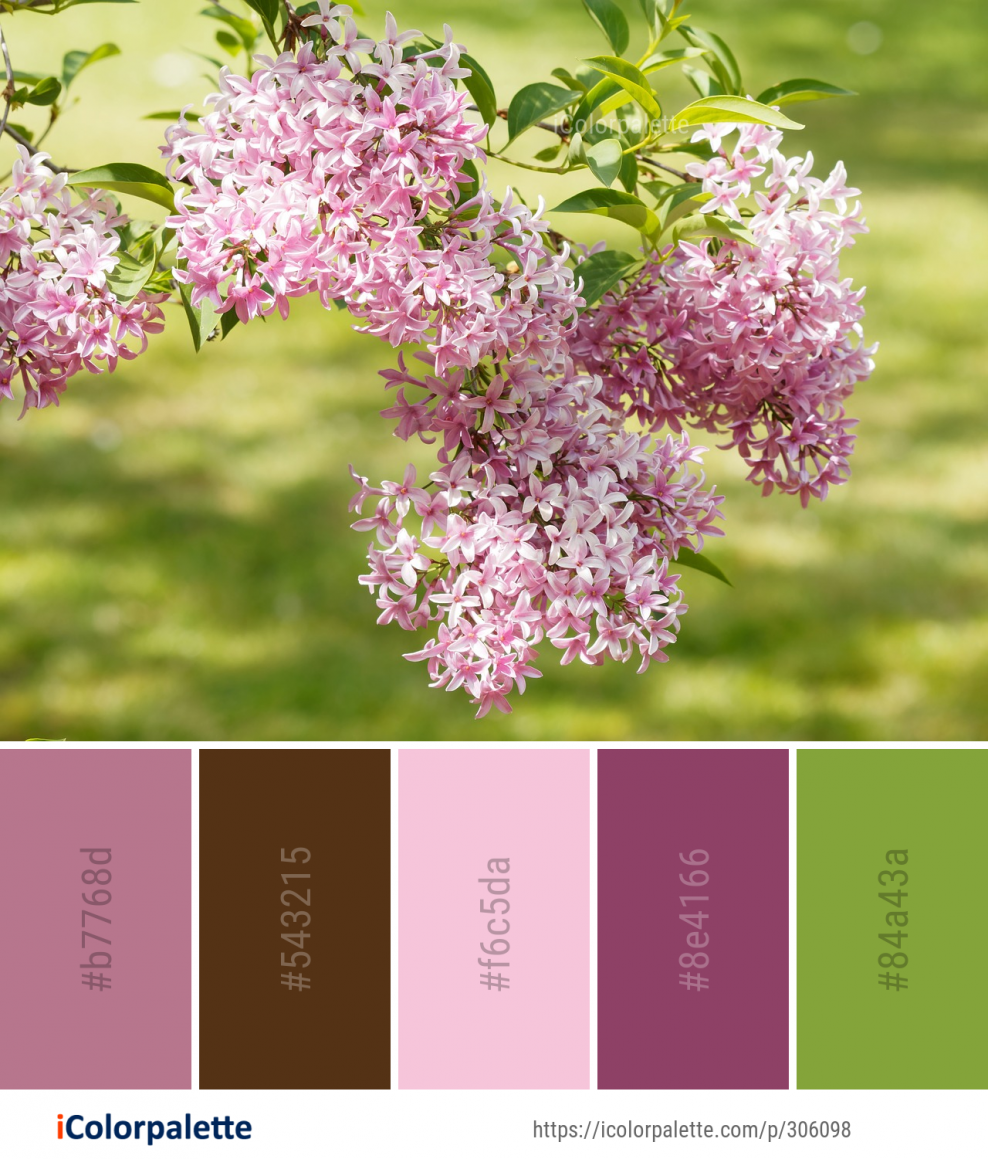 Оттенки сирени названия