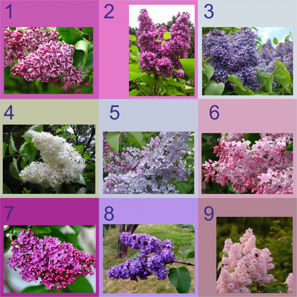 Поросль сирени фото