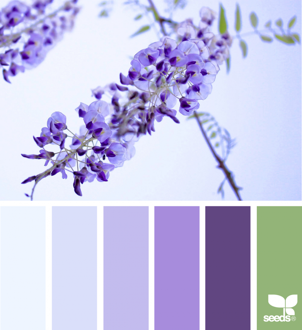 Цвет сирени