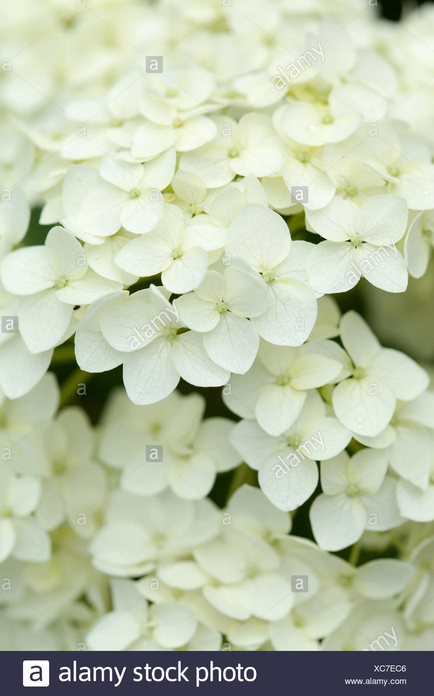 Палитра цветов белый