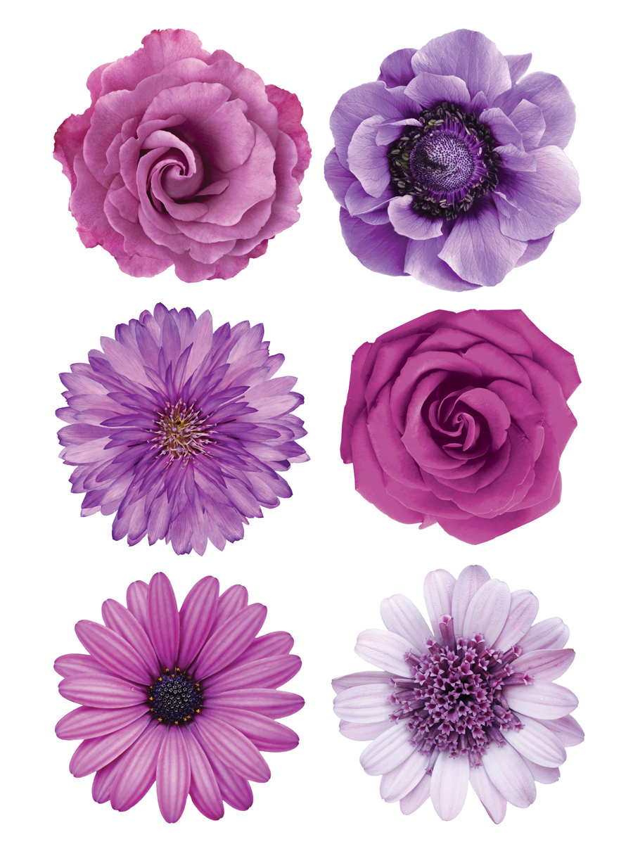 FH 4001 Декоретто ромашки