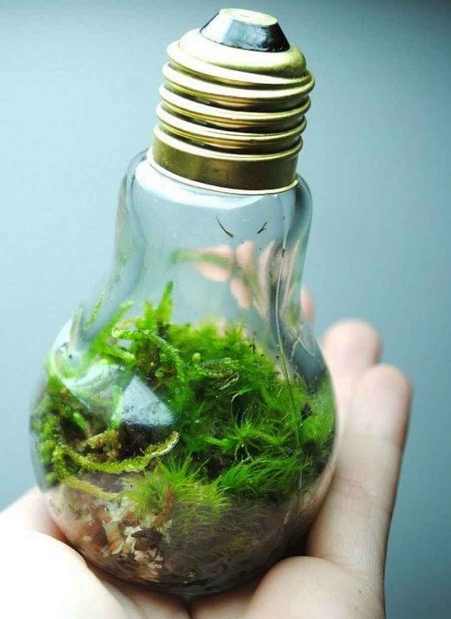 Флорариум замкнутая экосистема