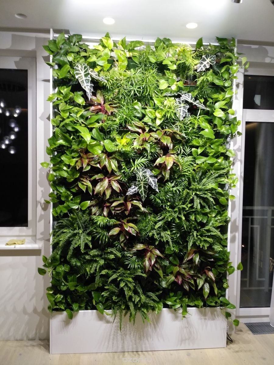 Фитостена с бегониями