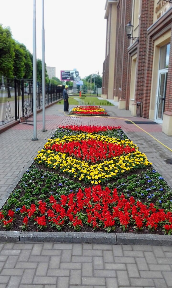 Рабатка Тунберга однолетник