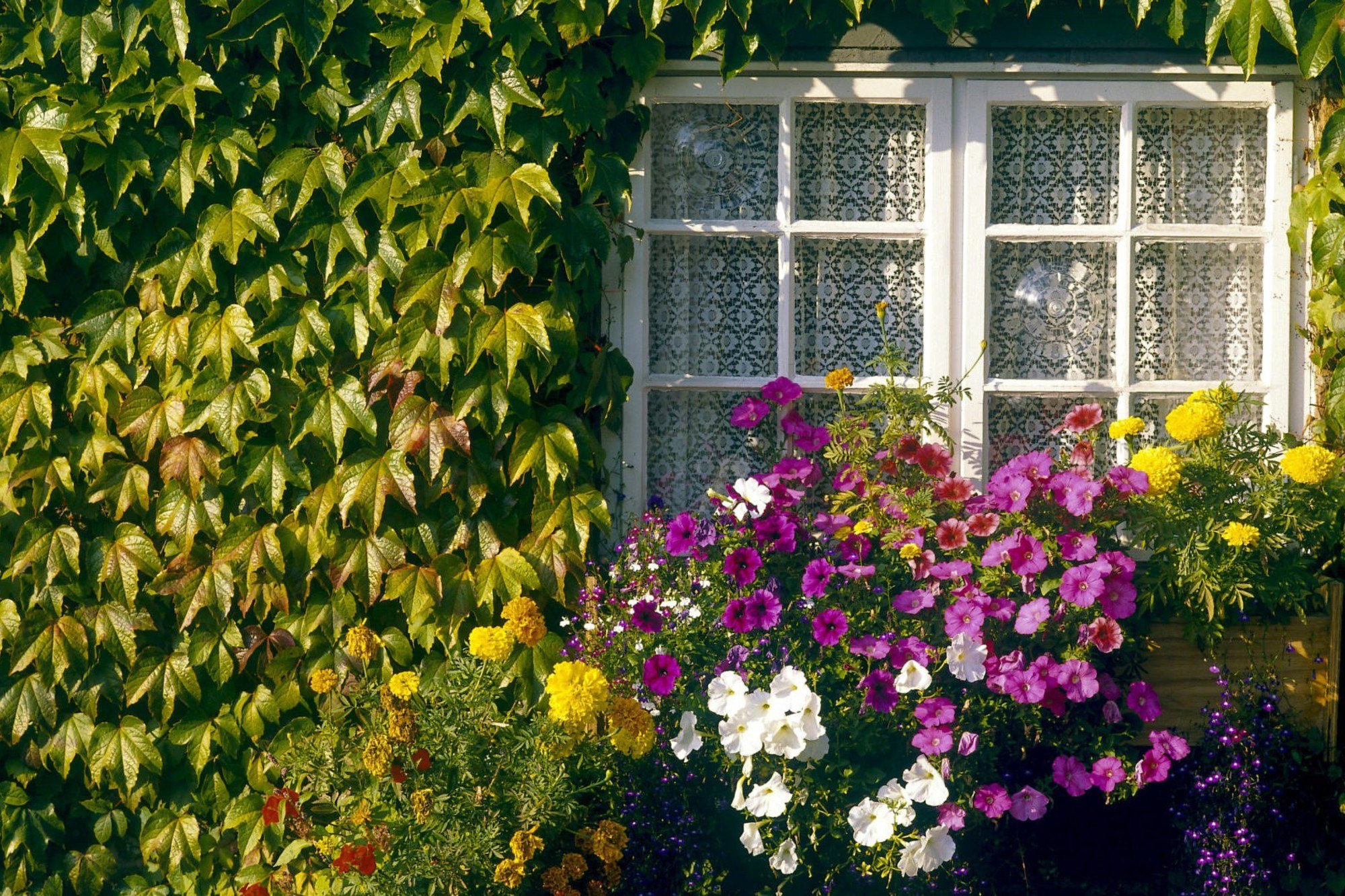 Сады в другом значении. Сад в окне. "Домик окнами в сад". Цветы на окне. Красивые окна.