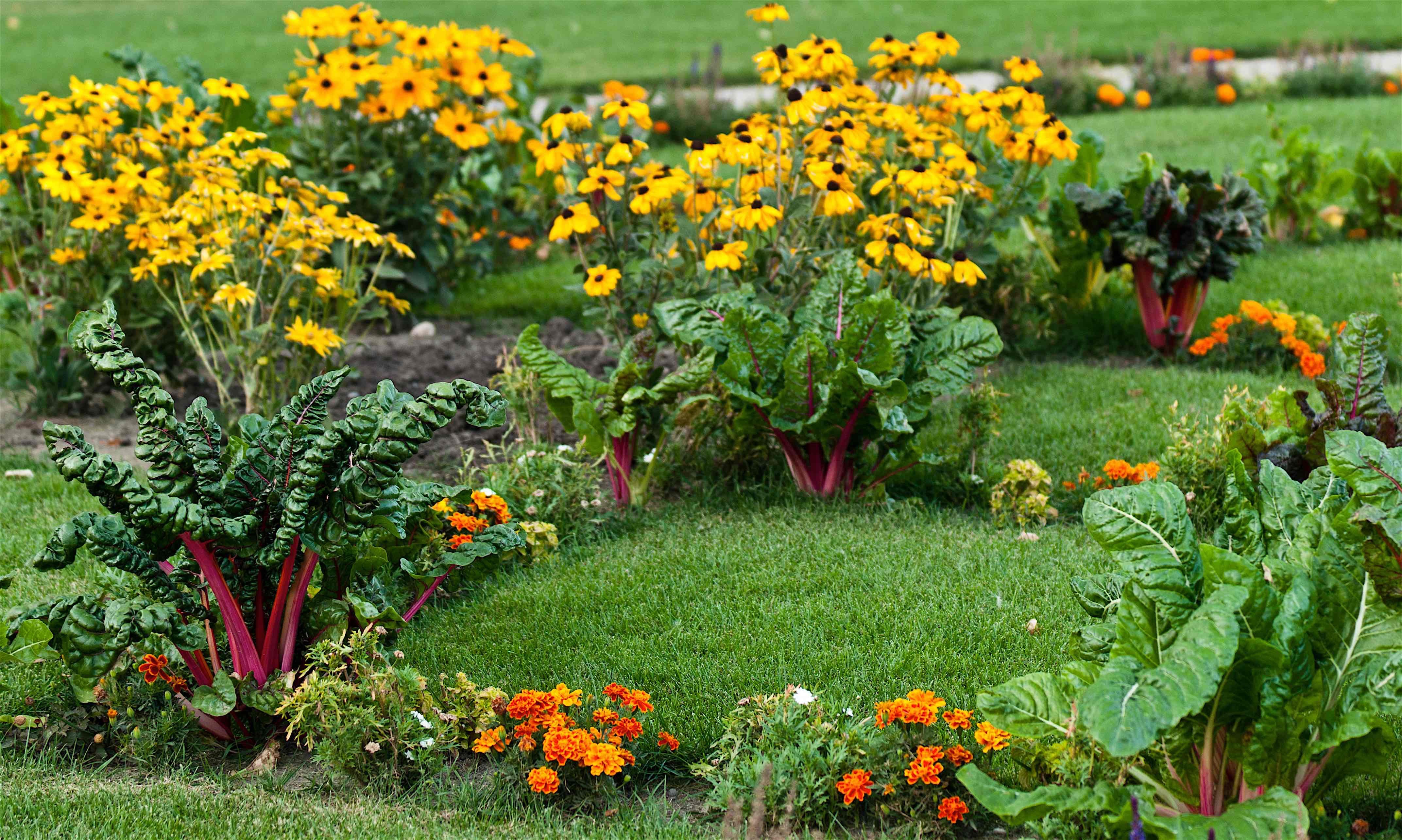 Съедобный сад. Огородный миксбордер. Грядки-клумбы мавританский дворик. Овощной миксбордер. Мангольд в цветнике.