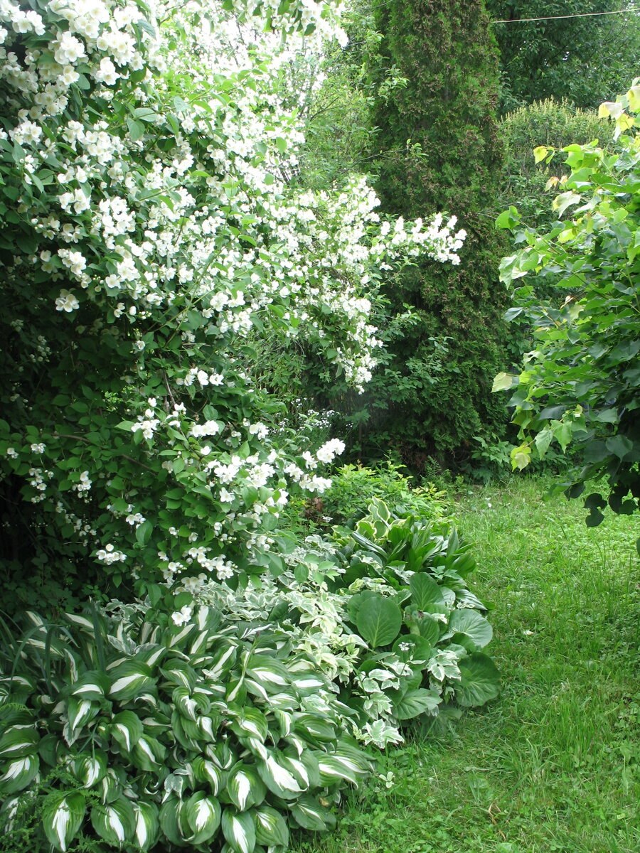 Чубушник Фальконера