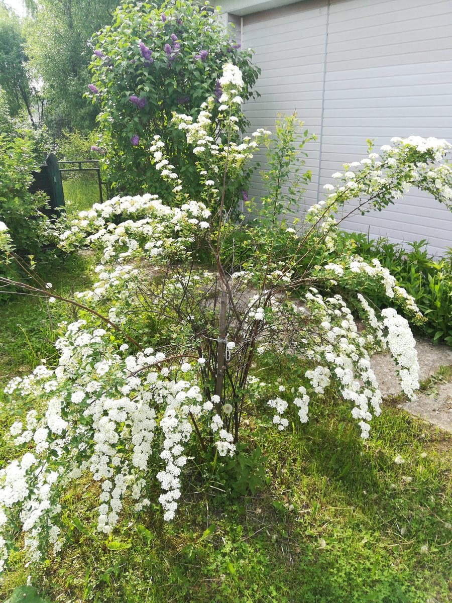 Спирея Вангутта Грефшейм