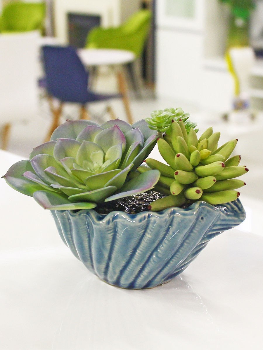 Суккуленты в кашпо