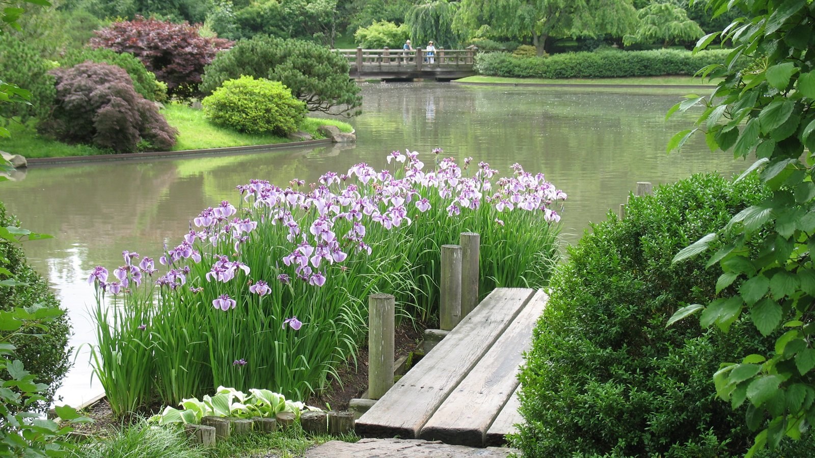 Цветочный пруд 22. Водный сад ирисов Савара Япония. Суйго Савара: Водный сад ирисов в Японии. Ирис болотный Касатик в водоеме. Сад Трокадеро пруд.