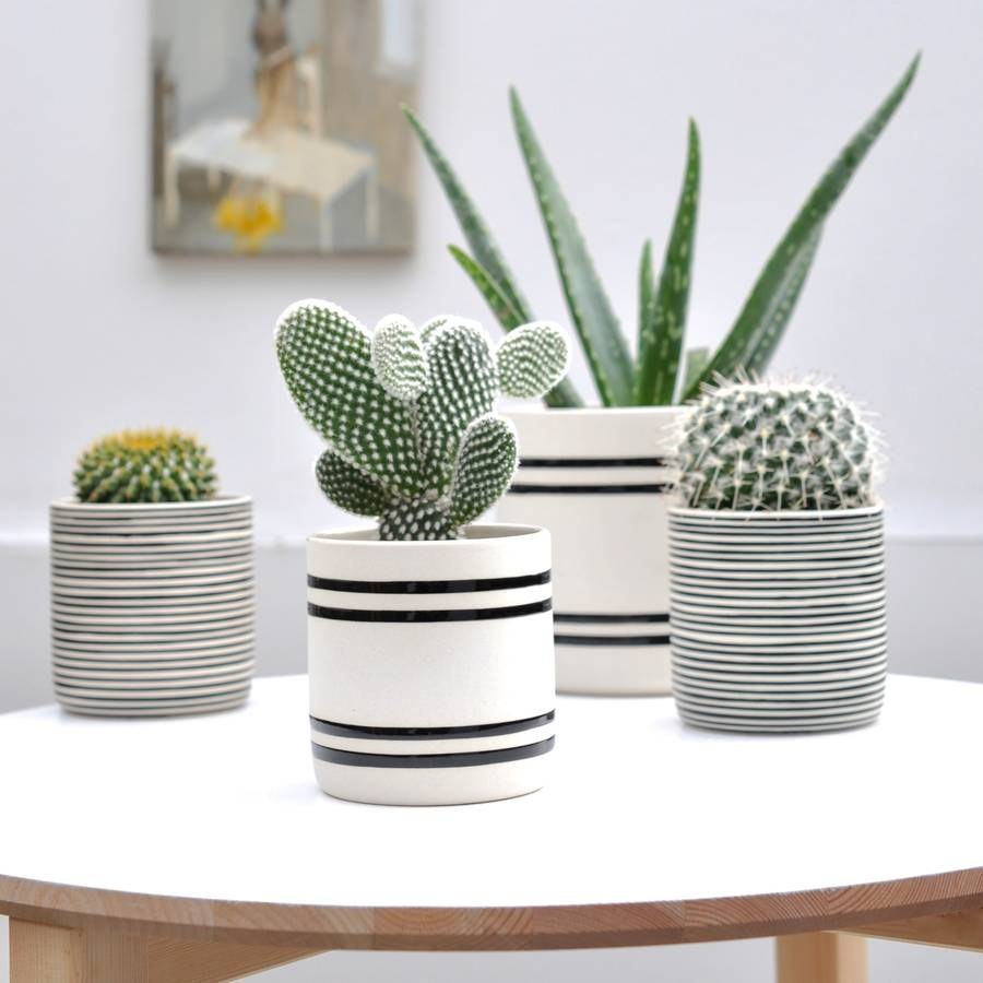 Cactus Pot горшки кактусы Суккуленты