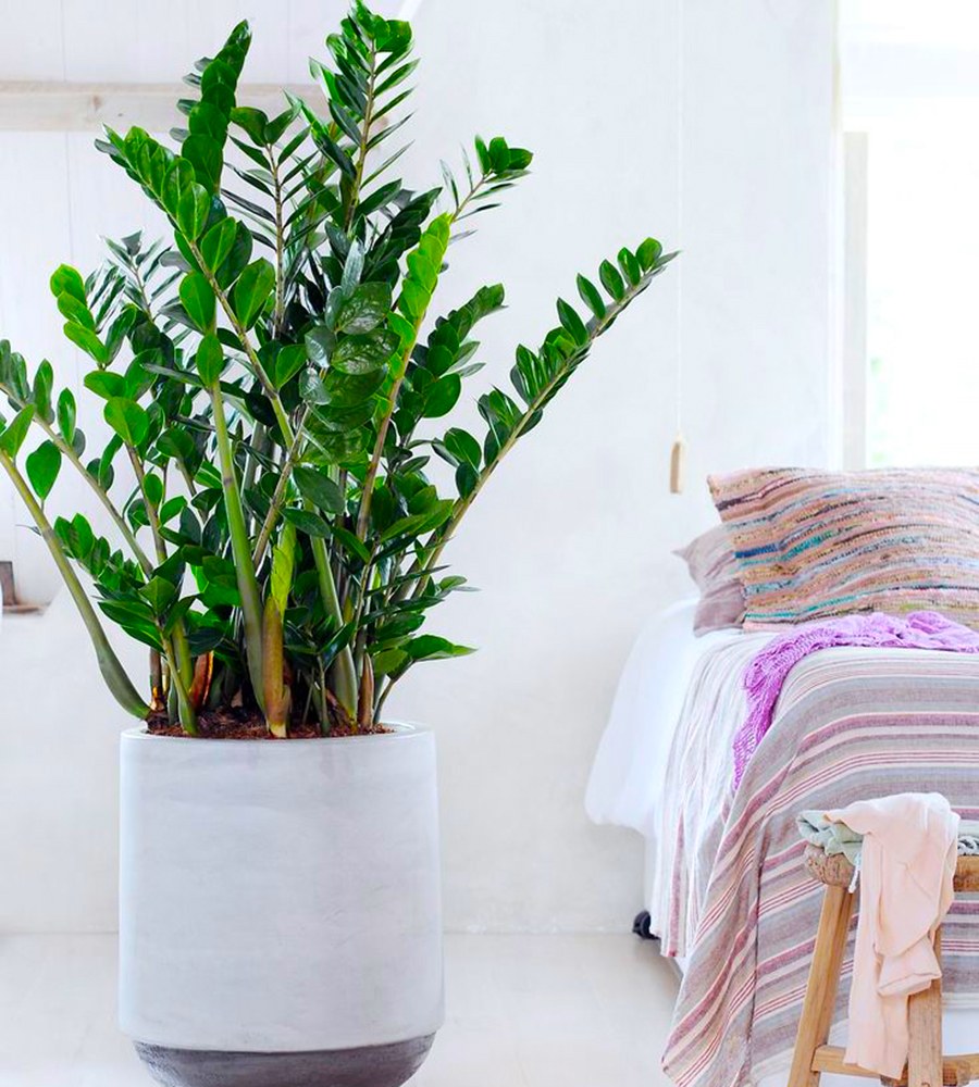 Замиокулькас Пинтерест