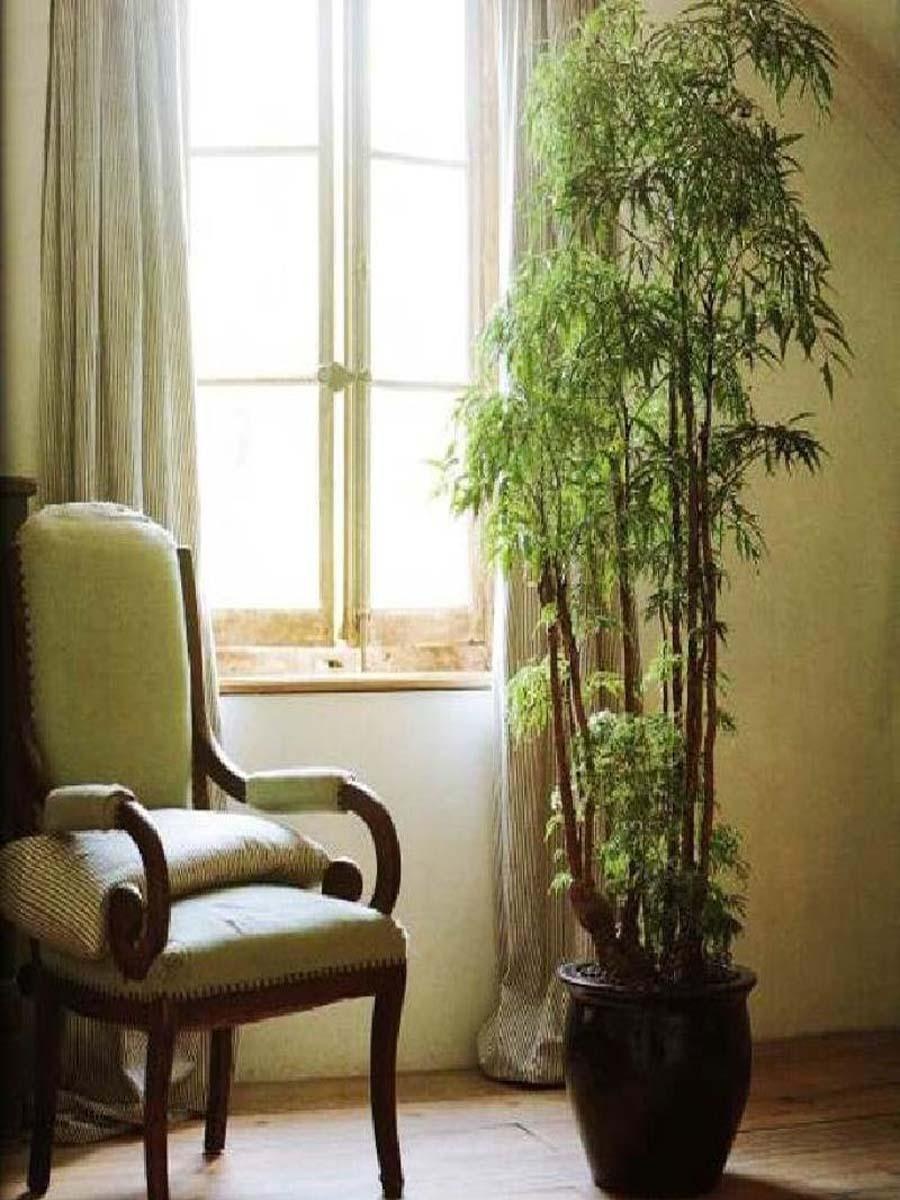 Крупные одиночные растения