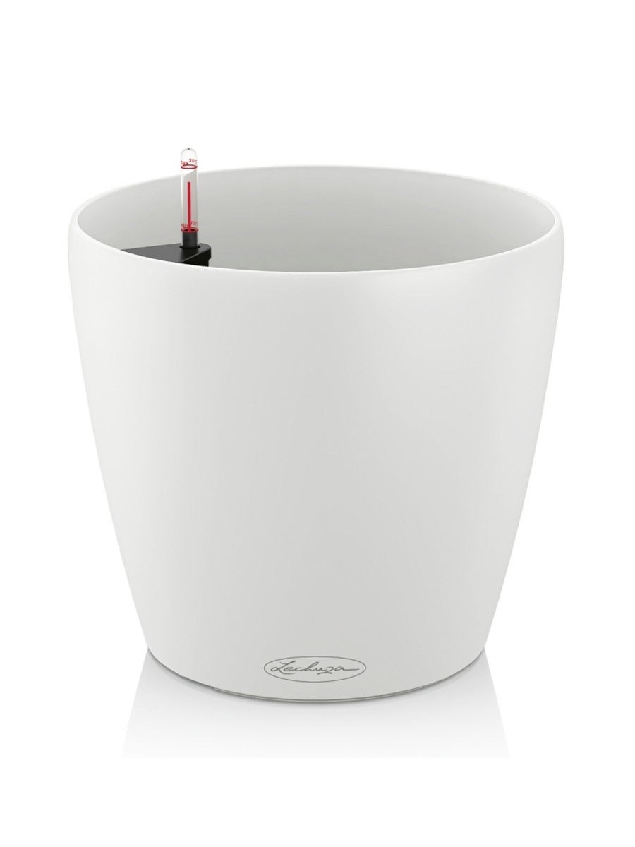 Замиокулькас Лечуза