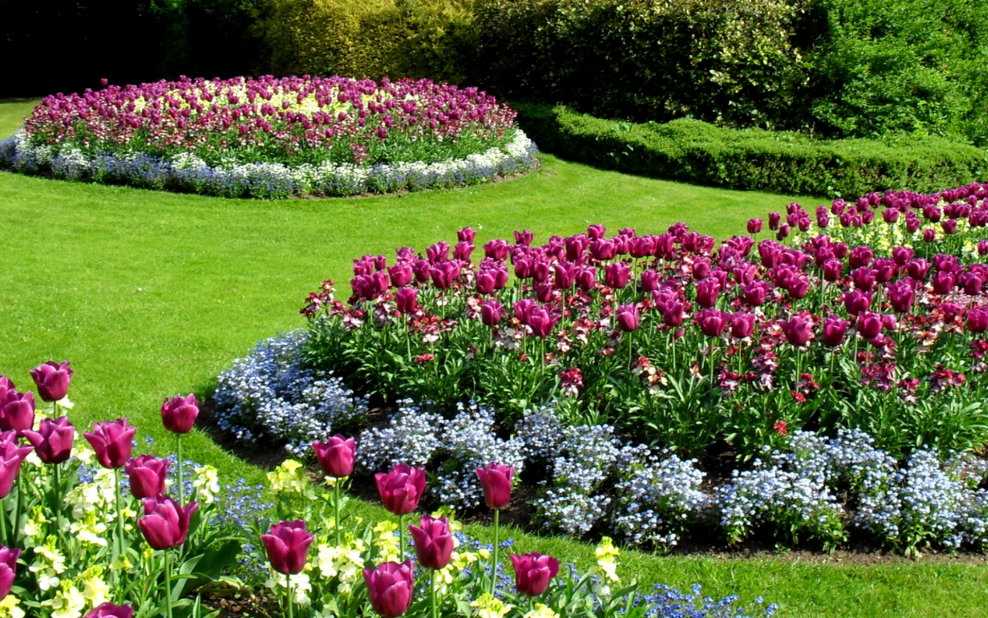 Портулак на клумбе