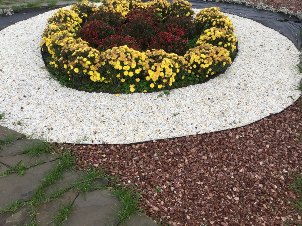 Анютины глазки на альпийской Горке