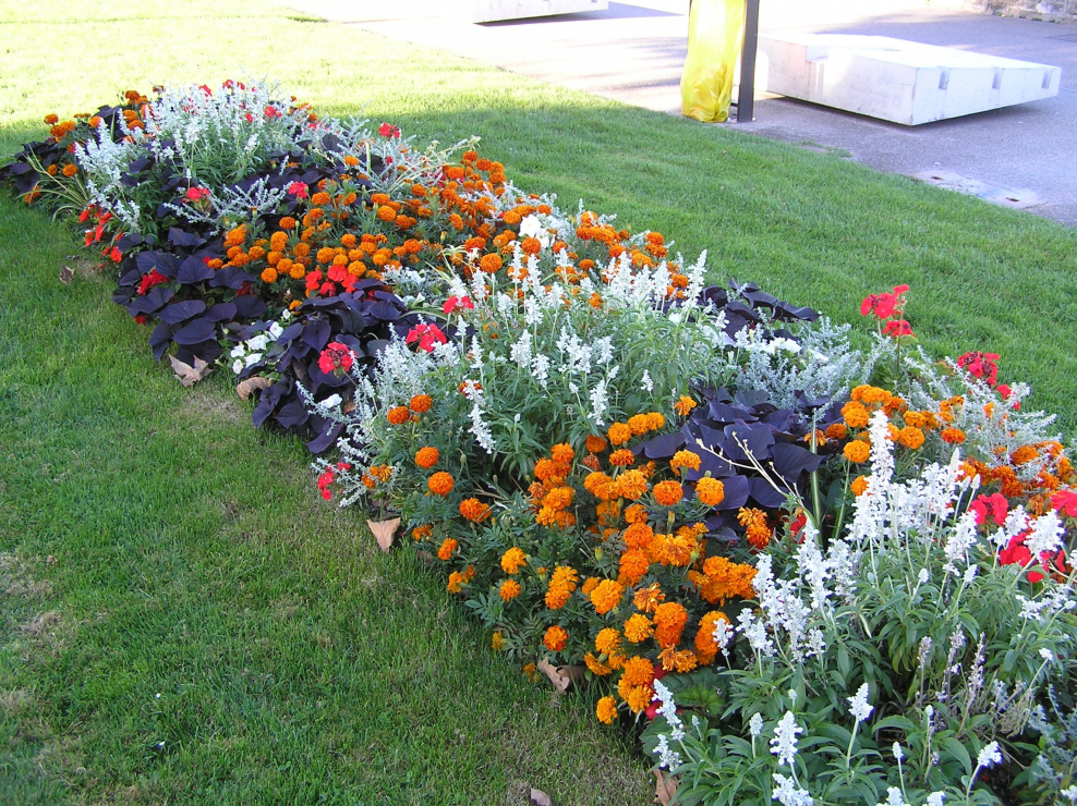 Эшшольция агератум рабатка