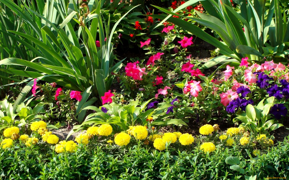 Декоративные Подсолнухи на клумбе