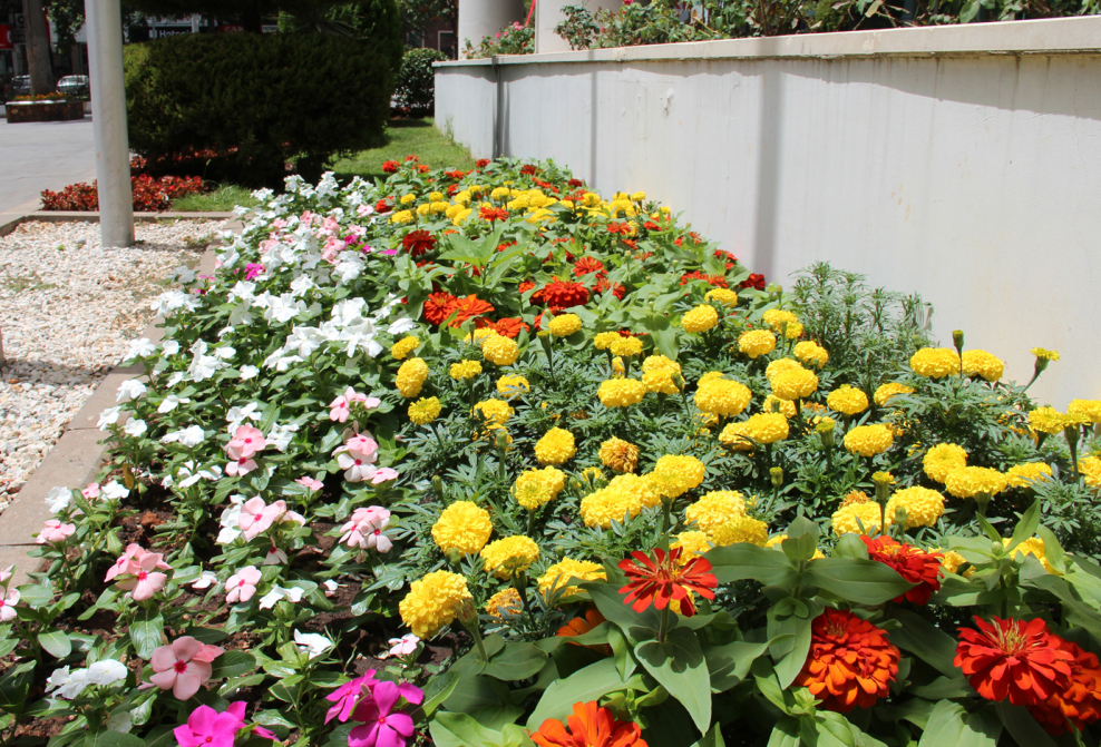 Миксбордер Кантри