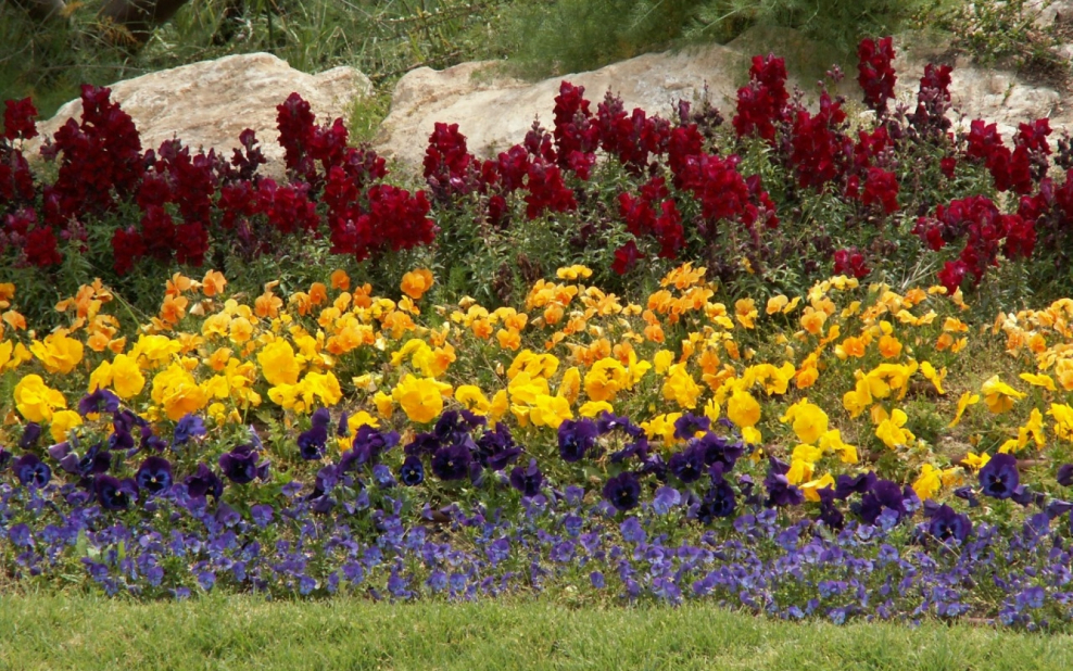 Рабатка Тунберга